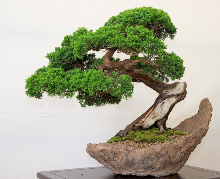 3-bonsai-pillnitz-trees-27.jpg