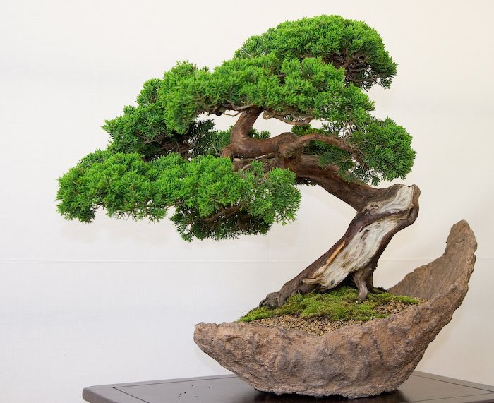 3-bonsai-pillnitz-trees-27.jpg 3-bonsai-pillnitz-trees-27.jpg